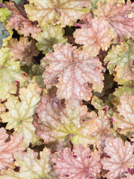 Гейхера Ворлд Кафе Амаретто (World Caffe Amaretto) купить с доставкой