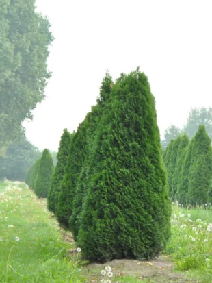 Туя западная Розенталь (Rosenthalii)