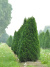 Туя западная Розенталь (Rosenthalii) купить с доставкой