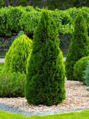 Туя западная Розенталь (Rosenthalii) Туя западная Розенталь (Rosenthalii)