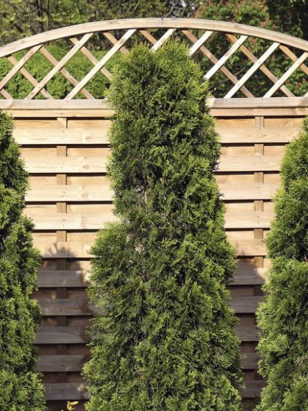 Туя западная Холмструп (Holmstrup) купить с доставкой