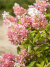 Гортензия Пинк Леди (Pink Lady) метельчатая купить с доставкой