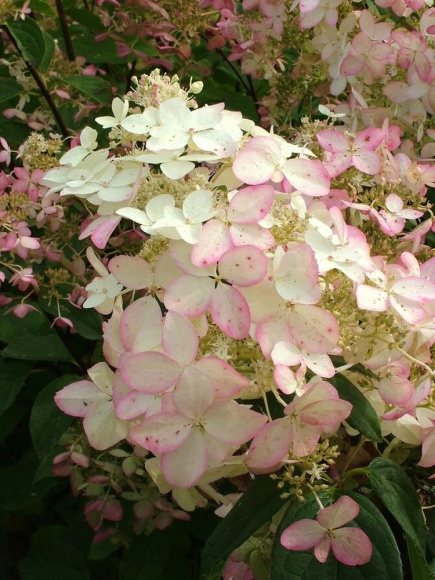 Гортензия Пинк Леди (Pink Lady) метельчатая купить с доставкой