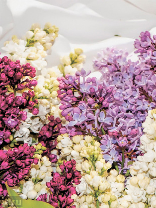 Сирень Ассортимент