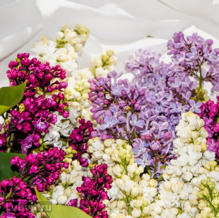 Сирень Ассортимент