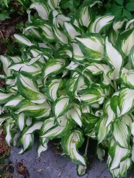 Хоста Медиовариегата (Mediovariegata) [M] купить с доставкой