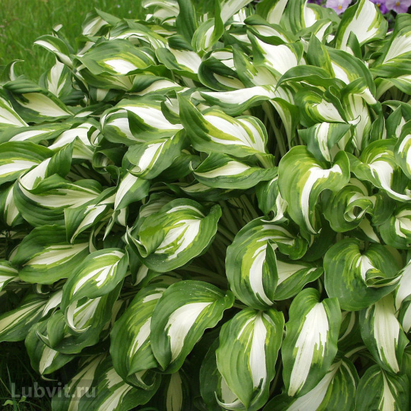 Хоста Медиовариегата (Mediovariegata) [M] купить с доставкой