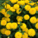 Хризантема корейская Помпон Еллоу (Pompon Yellow) с доставкой