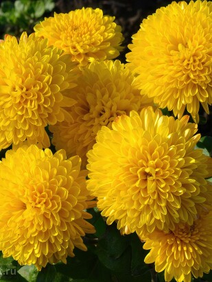 Хризантема корейская Помпон Еллоу (Pompon Yellow)