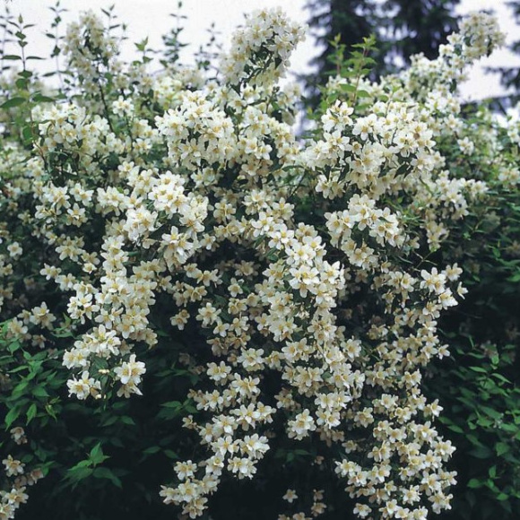 Чубушник Старбрайт (Starbright) купить с доставкой