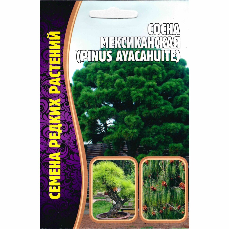 Сосна мексиканская [Семена редких растений] купить с доставкой