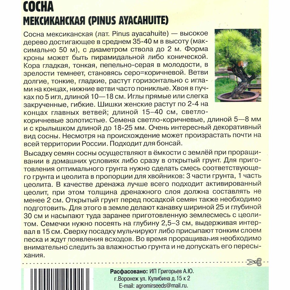 Сосна мексиканская [Семена редких растений] купить с доставкой
