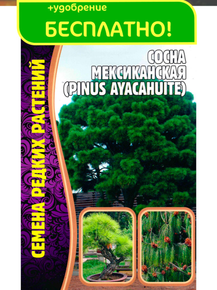 Сосна мексиканская [Семена редких растений] купить с доставкой