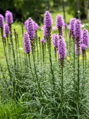 Лиатрис Спиката (Spicata)