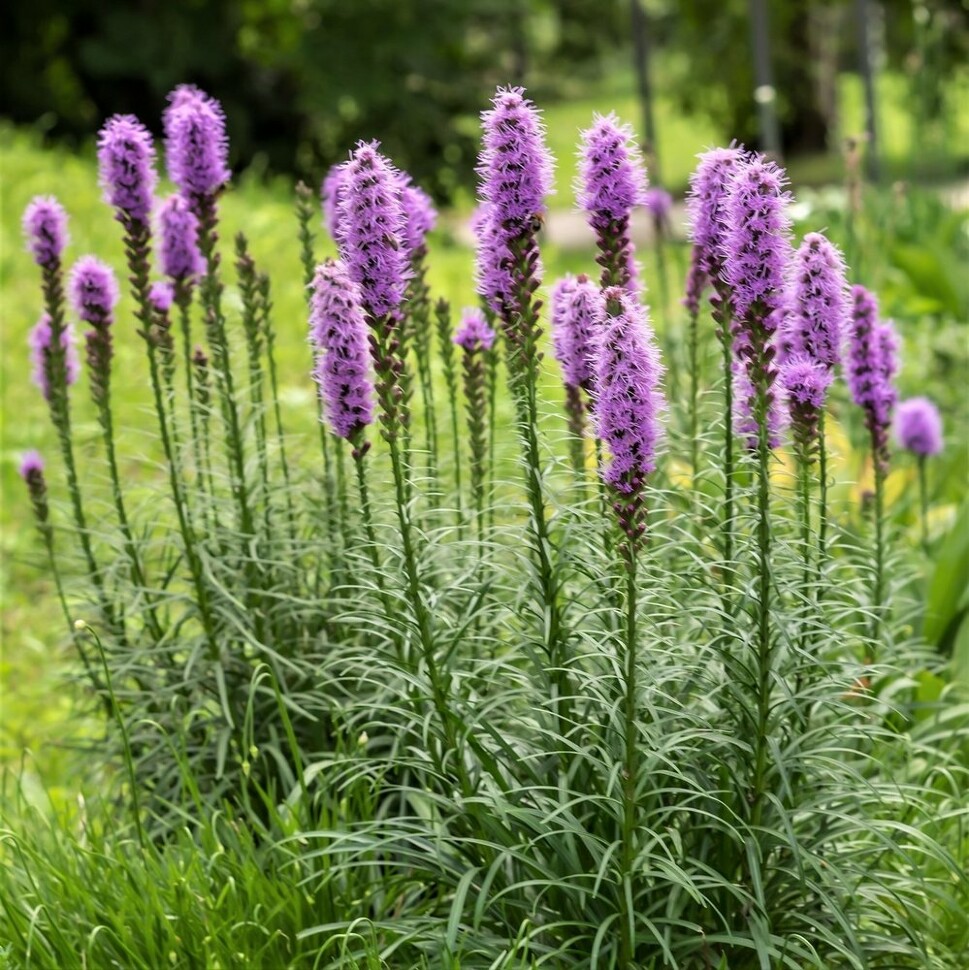 Лиатрис Спиката (Spicata) купить с доставкой