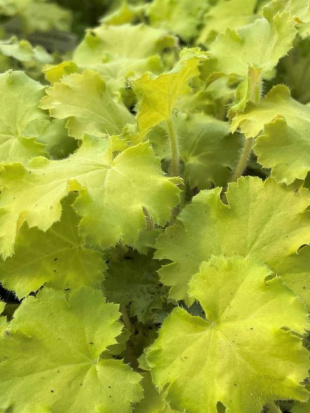 Гейхера Лемон Лав (Lemon Love) Гейхера Лемон Лав (Lemon Love)