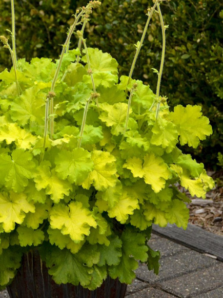 Гейхера Лемон Лав (Lemon Love) купить с доставкой