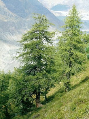 Лиственница (Larix) Лиственница (Larix)
