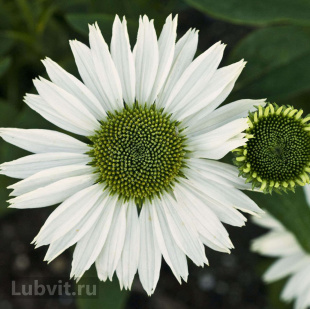 Эхинацея Верджин (Virgin)