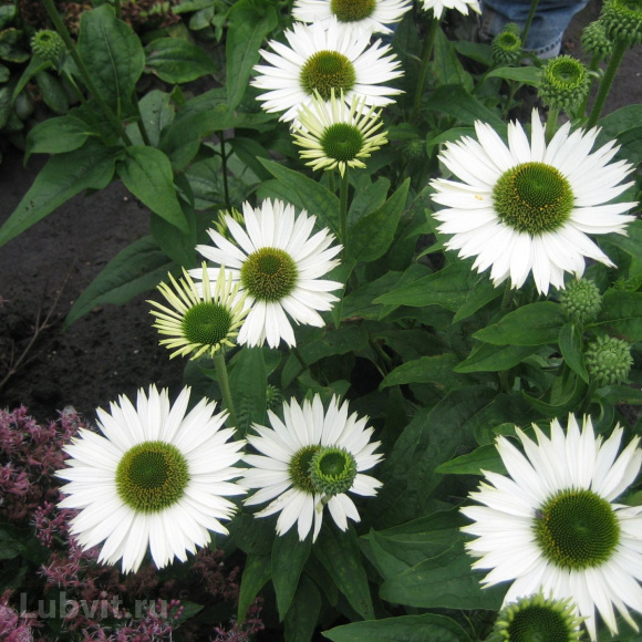 Эхинацея Верджин (Virgin) купить с доставкой