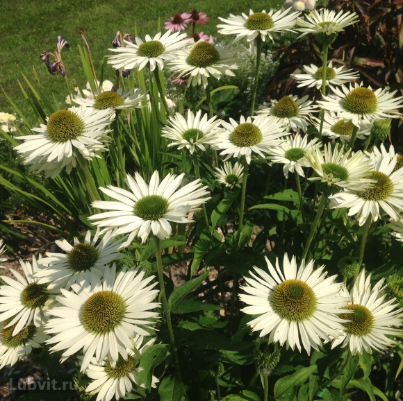 Эхинацея Верджин (Virgin) купить с доставкой