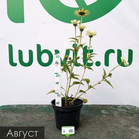 Эхинацея Верджин (Virgin) купить с доставкой