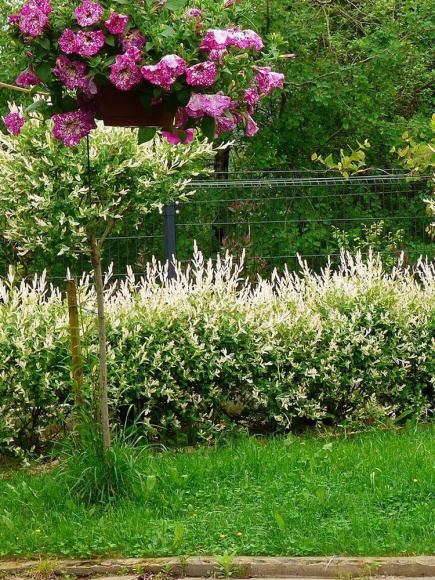 Ива Хакуро Нишики (Hakuro Nishiki) купить с доставкой