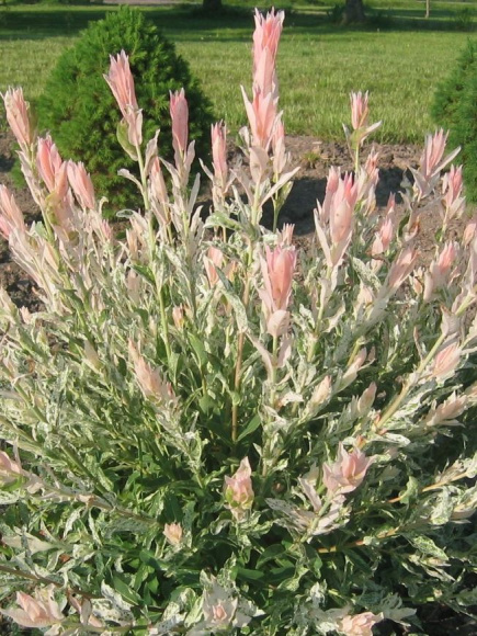 Ива Хакуро Нишики (Hakuro Nishiki) купить с доставкой