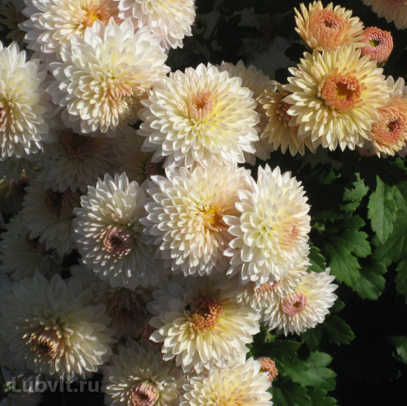 Хризантема корейская Эверест купить с доставкой