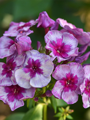 Флокс Самоцветы