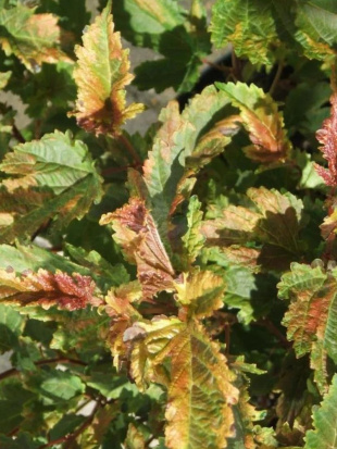 Пузыреплодник Хамелеон (Chameleon) Пузыреплодник Хамелеон (Chameleon)