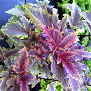 Пузыреплодник Хамелеон (Chameleon)