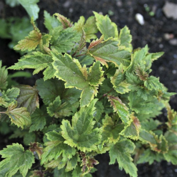 Пузыреплодник Хамелеон (Chameleon) купить с доставкой Пузыреплодник Хамелеон (Chameleon) купить с доставкой