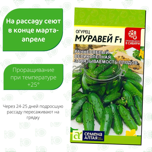 Огурец Муравей [Семена алтая] купить с доставкой