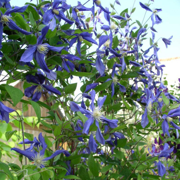 Клематис Сизая Птица (Sizaia Ptitsa) купить с доставкой Клематис Сизая Птица (Sizaia Ptitsa) купить с доставкой