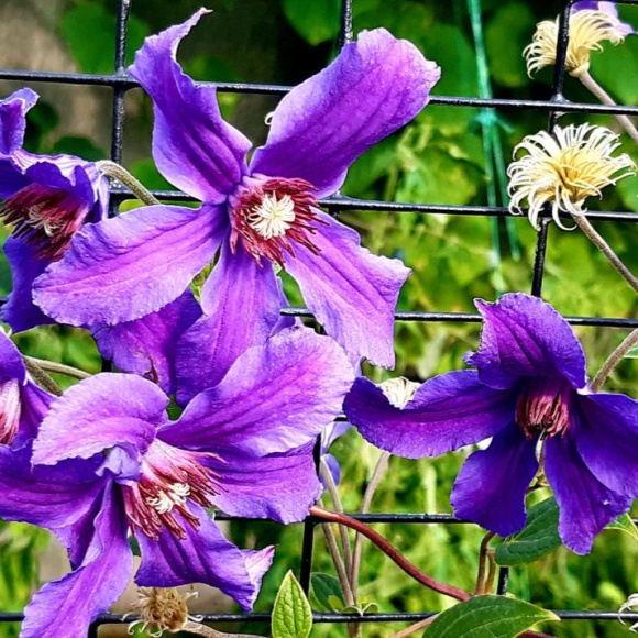 Клематис Сизая Птица (Sizaia Ptitsa) купить с доставкой Клематис Сизая Птица (Sizaia Ptitsa) купить с доставкой