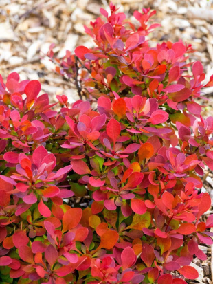 Барбарис Руби Стар (Ruby Star) Барбарис Руби Стар (Ruby Star)