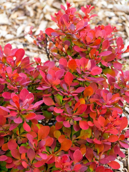 Барбарис Руби Стар (Ruby Star) купить с доставкой