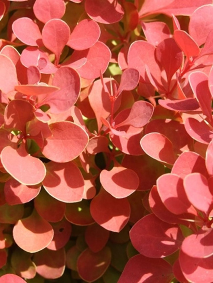 Барбарис Руби Стар (Ruby Star) купить с доставкой