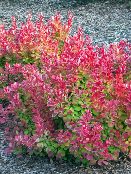 Барбарис Руби Стар (Ruby Star) купить с доставкой