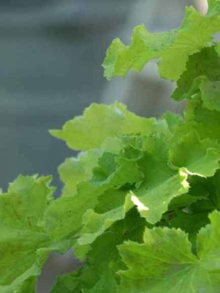 Гейхера Лимон Динозавр (Lemon Dinosaur) купить с доставкой