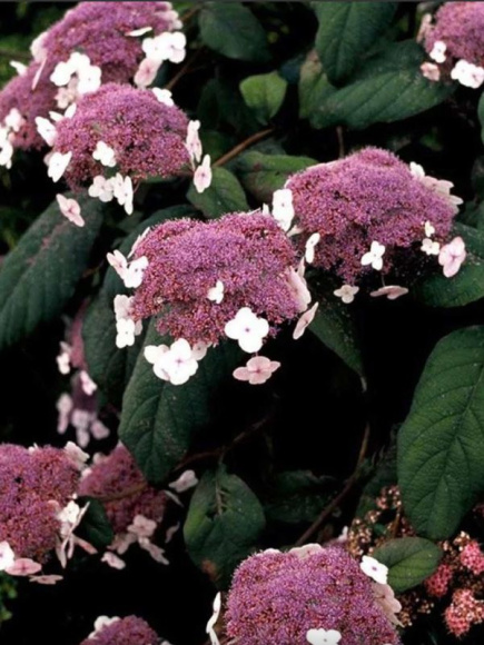 Гортензия Розмари Фостер (Rosemary Foster) шершавая купить с доставкой