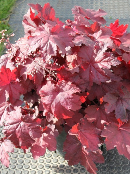 Гейхера Магма (Magma) купить с доставкой