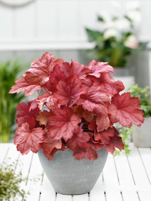 Гейхера Магма (Magma) Гейхера Магма (Magma)
