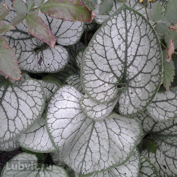 Бруннера Джек Фрост (Jack Frost) купить с доставкой