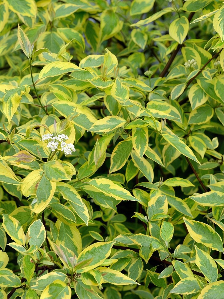 Дерен Гоучаулти (Gouchaultii) купить с доставкой Дерен Гоучаулти (Gouchaultii) купить с доставкой