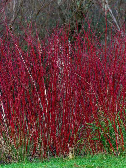 Дерен Гоучаулти (Gouchaultii) купить с доставкой