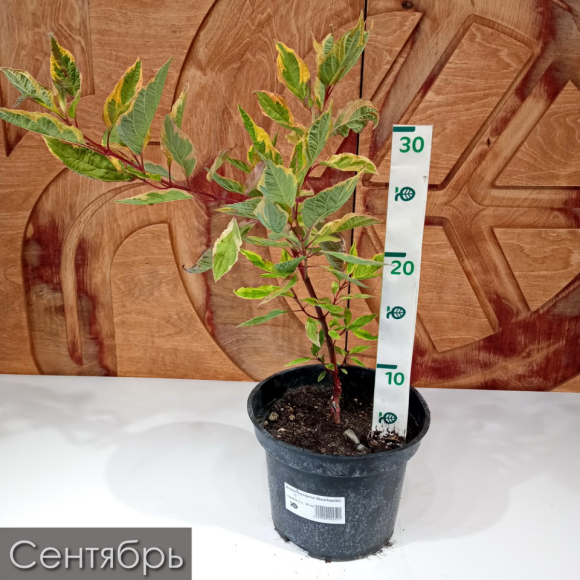 Дерен Гоучаулти (Gouchaultii) купить с доставкой