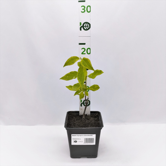 Дерен Гоучаулти (Gouchaultii) купить с доставкой