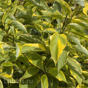 Дерен Гоучаулти (Gouchaultii)